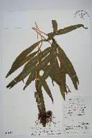 藏品(曲邊線蕨)的圖片