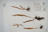 藏品(扭瓦葦)的圖片