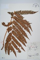 藏品(日本狗脊蕨)的圖片