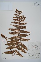 藏品(同形鱗毛蕨)的圖片