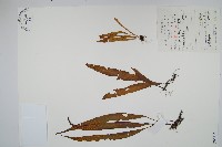 藏品(黃瓦葦)的圖片