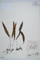 藏品(單葉雙蓋蕨)的圖片