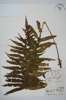 藏品(桫欏鱗毛蕨)的圖片