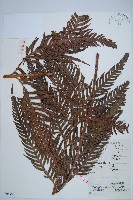 藏品(東方狗脊蕨)的圖片