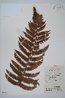 藏品(黑鱗耳蕨)的圖片