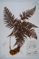 藏品(金狗毛蕨)的圖片