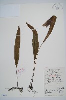 藏品(單葉雙蓋蕨)的圖片