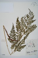 藏品(細葉複葉耳蕨)的圖片