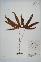 藏品(金雞腳)的圖片