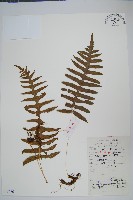 藏品(中華水龍骨)的圖片