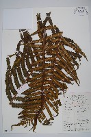 藏品(方桿蕨)的圖片