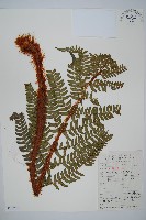 藏品(觀光鱗毛蕨)的圖片