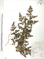 藏品(海金沙)的圖片