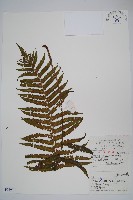 藏品(粉紅方桿蕨)的圖片