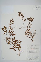 藏品(小葉海金沙)的圖片