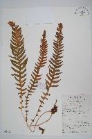 藏品(翅軸假金星蕨、短柄卵果蕨)的圖片