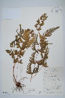 藏品(鳳尾蕨)的圖片