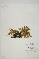 藏品(烏蕨)的圖片