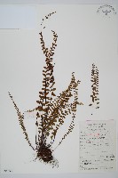 藏品(三翅鐵角蕨)的圖片