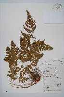 藏品(長葉鱗毛蕨)的圖片