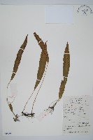 藏品(單葉雙蓋蕨)的圖片