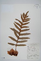 藏品(槲蕨)的圖片