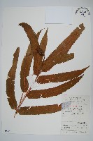 藏品(星毛蕨)的圖片