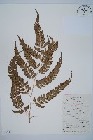 藏品(斜方複葉耳蕨)的圖片