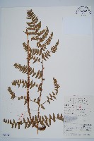 藏品(闊鱗鱗毛蕨)的圖片