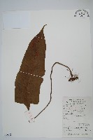 藏品(盾蕨)的圖片