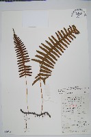 藏品(日本水龍骨)的圖片