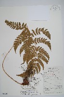 藏品(黑足鱗毛蕨)的圖片