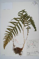 藏品(翅軸假金星蕨、短柄卵果蕨)的圖片