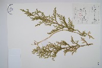 藏品(燈龍草)的圖片