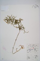 藏品(過山龍)的圖片