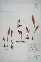 藏品(有柄石韋)的圖片