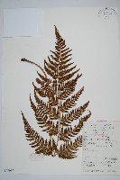 藏品(兩色鱗毛蕨)的圖片