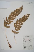 藏品(鐮羽貫眾)的圖片