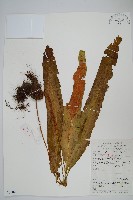 藏品(光石韋)的圖片