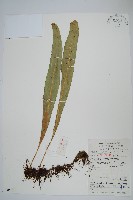 藏品(大星蕨)的圖片