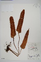 藏品(盧山石葦)的圖片