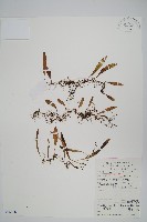 藏品(披針骨牌蕨)的圖片