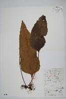 藏品(盾蕨)的圖片