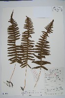 藏品(日本水龍骨)的圖片