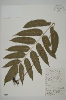 藏品(美羽鳳丫蕨)的圖片