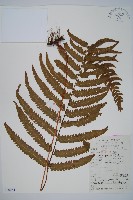 藏品(邊緣鱗蓋蕨)的圖片