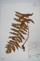 藏品(假黑鱗耳蕨)的圖片