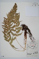 藏品(黑鱗耳蕨)的圖片