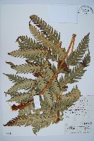 藏品(生芽狗脊蕨、頂芽狗脊蕨)的圖片