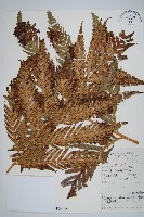 藏品(東方狗脊蕨)的圖片